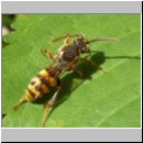 Nomada ruficornis - Wespenbiene 04.jpg